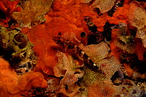 Goby (Gobius sp.) on bryozoa and sponges. Mediterranean Sea