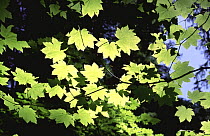 Sun shining through Vine Maple (Acer circinatum) leaves, Olympic NP, Washington, USA