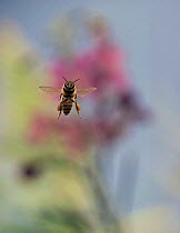 Honey bee in flight {Apis mellifera} Europe