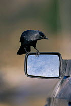 Inquisitive Jackdaw {Corvus monedula} on car mirror, Europe.