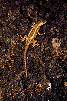 Lava lizard (Tropidurus bivattatus). Punta Pitt, San Cristobal Island, Galapagos