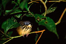 Spotted antbird (Hylophylax naevioides) female. Yasuni NP, Ecuador, South America