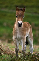 Exmoor pony foal {Equus caballus} Exmoor, UK
