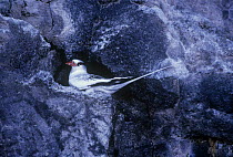 Red billed tropic bird {Phaethon aethereus} on cliff ledge, Tower Island, Galapagos
