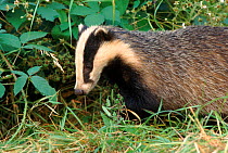 Badger (Meles meles). South Yorkshire. England, UK, Europe