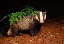 Badger (Meles meles) at night. South Devon, England, UK, Europe