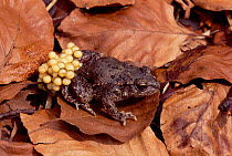 Midwife toad male carrying eggs {Alytes obstetricians} Spain