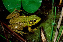 Bullfrog in water {Rana catesbeiana} Wisconsin USA.