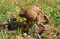 Common toad (Bufo bufo) in defense posture with predatory Grass snake {Natrix natrix} Purbeck Dorset UK