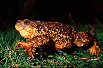 Common toad walking at night,  Spain
