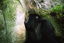 Mountain gorilla eating rock rich in minerals Virunga NP {Gorilla g beringei} Zaire / Congo