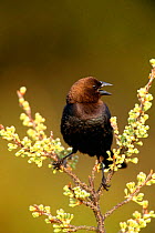 Male Brown headed cowbird singing {Molothrus ater} Long Island, NY USA