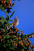 White throated sparrow singing {Zonotrichia albicollis} Long Island, NY USA