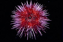 Purple sea urchin underside showing mouth. Pacific Channel islands, California