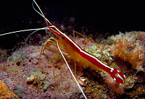Scarlet cleaner shrimp {Lysmata amboinensis} Red Sea