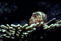 Green eyed hermit crab {Dardanus tinctor} Red Sea
