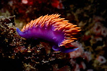 Thick horned aeolid / nudibranch {Hermissenda crassicorn} Pacific Ocean off California, USA