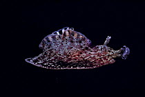 California seahare {Aplysia californica} California Pacific ocean USA