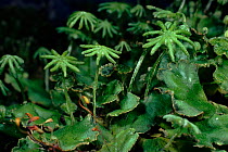 Liverwort {Marchantia polymorpha) female reproductive structures. UK