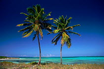 Coconut palms (Cocos nucifera). Bahamas