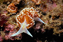 Thick horned aeolid / nudibranch {Hermissenda crassicorn} California Pacific  USA
