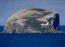 Gannet colony on Bass rock, Firth of Forth, Scotland UK