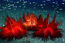 Radiant sea urchin {Astropyga radiata} with Cardinal fish Sulawesi Indonesia