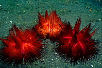 Radiant sea urchins (Astropyga radiata). Sulawesi, Indonesia