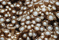 Coral polyps {Alveopora sp} Banda Is, Moluccas, Indonesia