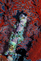 Sea squirts {Atriolum robustum} and Red sea fan coral Moluccas, Indonesia