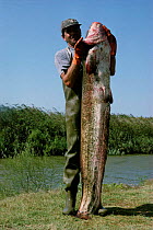Man holidng 39kg Wels catfish {Silurus glanis} caught in Camargue France