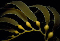 Giant kelp seaweed frond close-up {Macrocystis pyrifera} Pacific California, USA. Fastest growing plant - up to 24 inches / 60 cm per day.