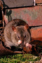 Brown rat (Rattus norvegicus) grroming in derelict building. Yorkshire, England, UK, Europe