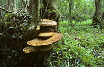 Dryad's saddle fungi {Polyporus squamosus} Gloucestershire, UK Lower Woods Nature Reserve