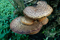 Dryad's saddle fungus {Polyporus squamosus} Gloucestershire, UK Lower Woods Nature Reserve