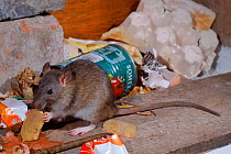 Brown rat (Rattus norvegicus) among rubbish. Yorkshire, England, UK, Europe