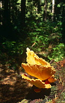 Sulphur Polypore / Chicken of the woods USA {Xaetiporus sulphureus}