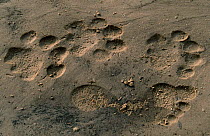 Lion tracks {Panthera leo} and human footprint,  Savuti-Chobe NP, Botswana