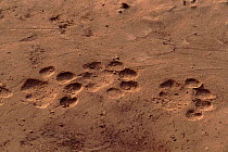 Lion tracks (Panthera leo). Savuti-Chobe NP< Botswana, Southern Africa