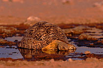 Leopard tortoise (Geochelone pardalis) drinking. Kalahari Gemsbok NP, South Africa