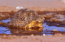 Leopard tortoise drinking {Geochelone pardalis} Kalahari Gemsbok NP, South Africa