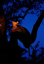 Leopard female (Panthera pardus) in tree at dusk. Mala Mala reserve, South Africa