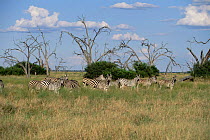 Common zebra herd {Equus quagga} Savuti Chobe NP Botswana