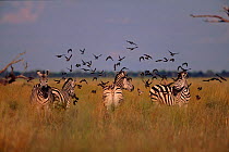 Common zebra (Equus quagga) with Whattled starlingss. Savuti Chobe NP, Botswana, Southern Africa