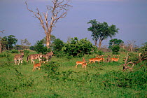 Impala (Aepyceros melampus) with Common zebra (Equus quagga). Moremi reserve, Botswana, Southern Africa