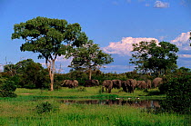 African elephant herd (Loxodonta africana) grazing. Savuti Chobe NP, Botswana, Southern Africa