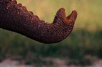 Trunk of male African elephant (Loxodonta africana) eating soil. Savuti Chobe NP, Botswana, Southern Africa