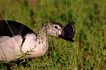 Comb duck (Sarkidiornis melanotos) male. Savuti Chobe NP, Botswana, Southern Africa