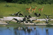 Comb ducks {Sarkidiornis melanotos} flock landing on water with Impala behind, Savuti Chobe NP, Botswana