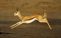 Springbok (Antidorcas marsupialis) leaping, Nossop river bed, Kalahari Gemsbok NP, South Africa